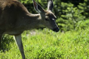 deer fence