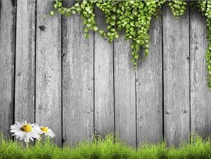 staining fence