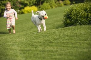 dog fence