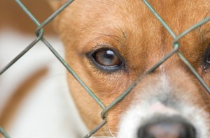 Chain Link Fence Dog