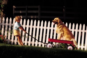 keeping the dog from damaging your fence