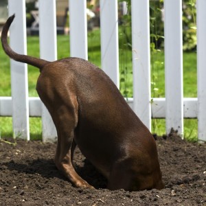 How do I stop my Dog from digging under the Fence?