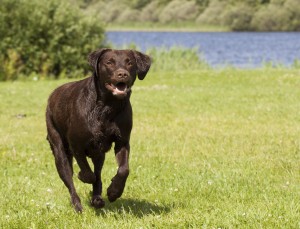 How do I stop my Dog from jumping the Fence?