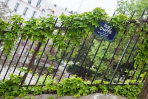 climbing plants