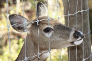 deer fences