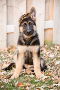 Wooden Privacy Fence Dog