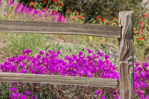 landscape fence